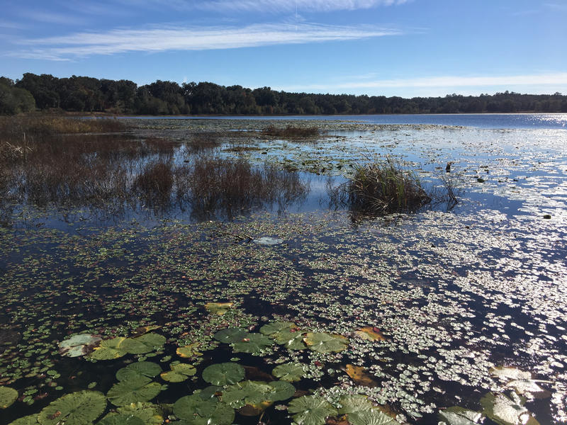 Cedar Hill Landing on Carr Lake 2 Florida Department of Environmental